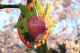 Roter-Dino-Indoor-Wandhaken